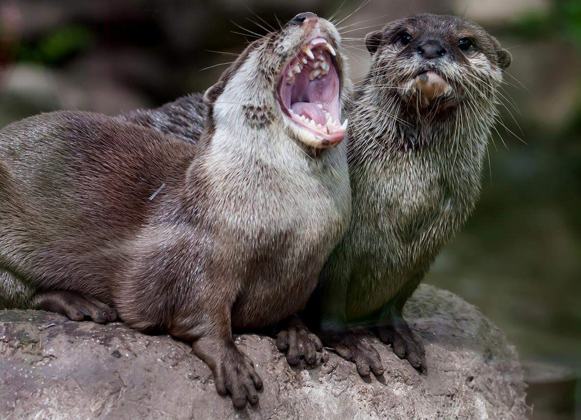 Otters.