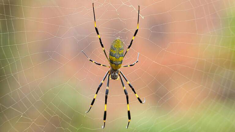 Joro spiders are creeping closer to Mississippi. Here’s what you need to know