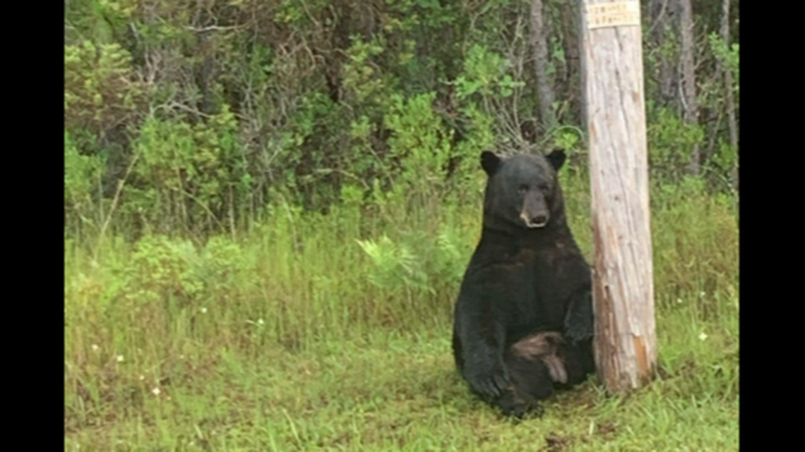 This bear got extremely stressed when people started taking selfies with it along U.S. 98 in the Florida Panhandle, officials say. It eventually vanished back into the woods.