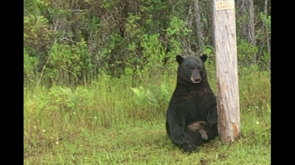 This bear got extremely stressed when people started taking selfies with it along U.S. 98 in the Florida Panhandle, officials say. It eventually vanished back into the woods.