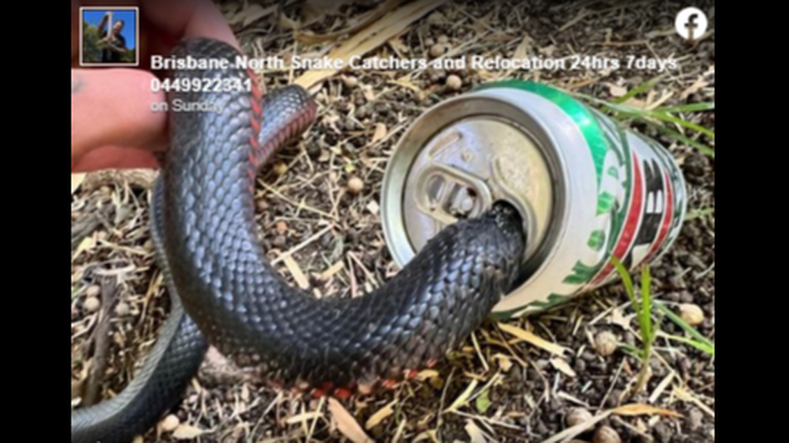 How do you get a beer can off the head of a venomous snake? The Australian snake catcher used metal shears to whittle it away.