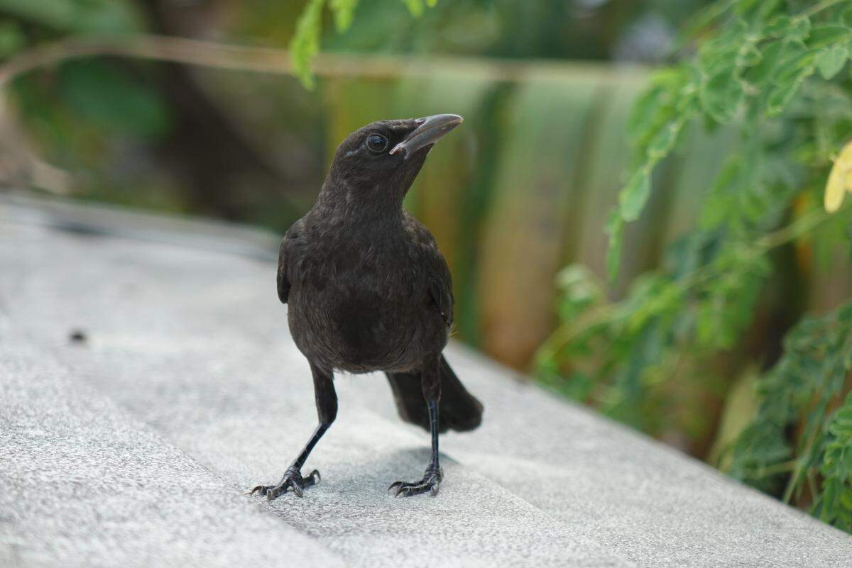 Winston, a grackle whose parents were killed by a predator in Miami Springs, was rehabilitated and eventually released in April 2021.