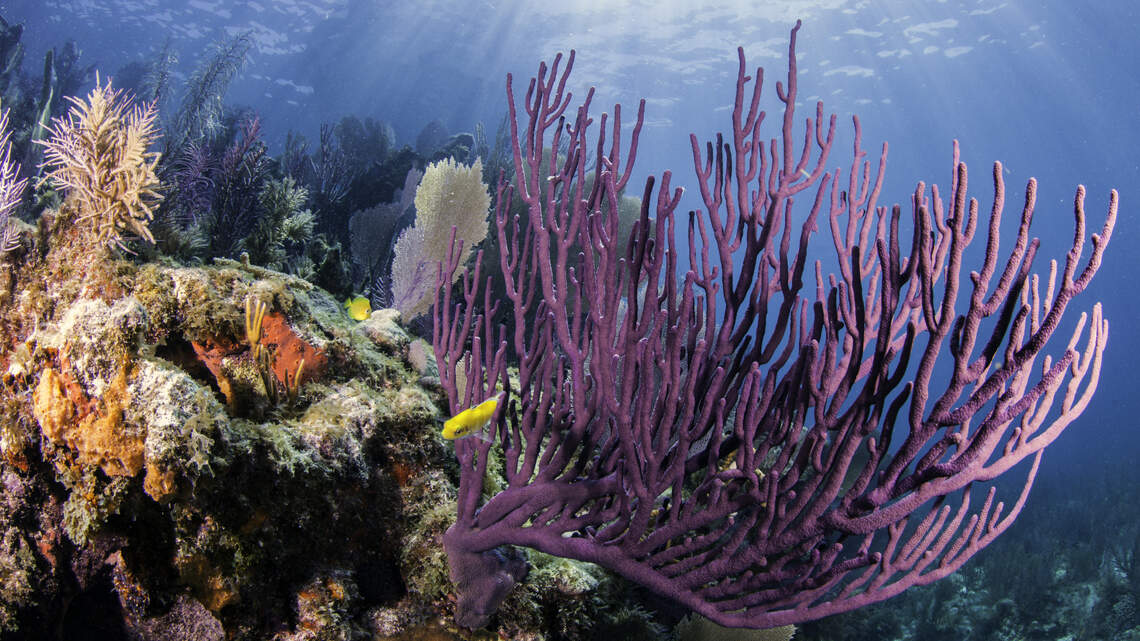 Florida Keys, Miami have some of the best scuba diving sites in the world, website says