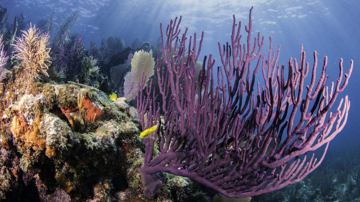 View shipwrecks and underwater beauty on the Florida Keys Shipwreck Trail.