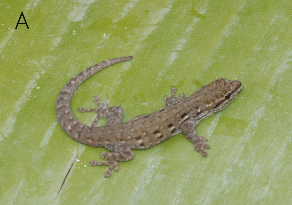 A Lygodactylus kibera, or forest dwarf gecko, as seen from above.