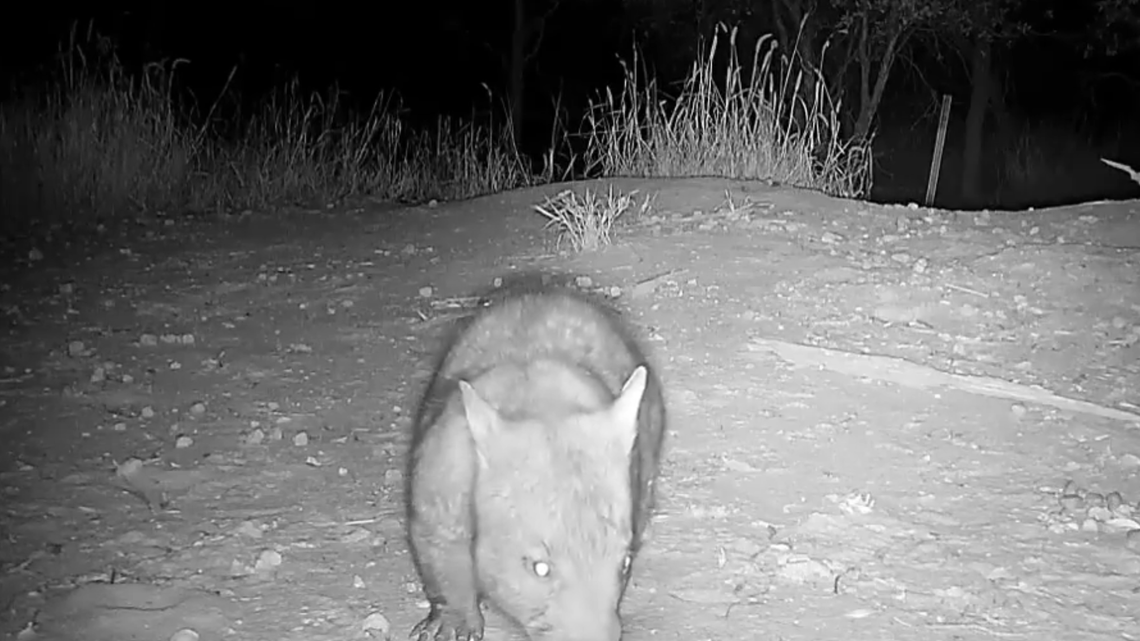 YouTube/ Australian Wildlife Conservancy