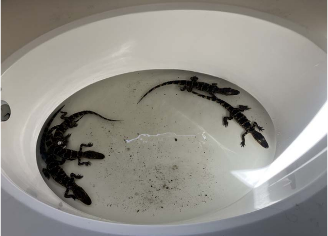 An anonymous tip led a Florida wildlife officer to five young alligators living in a man’s bathroom, and he apparently intended to keep them as pets, according to the Florida Fish and Wildlife Conservation Commission.