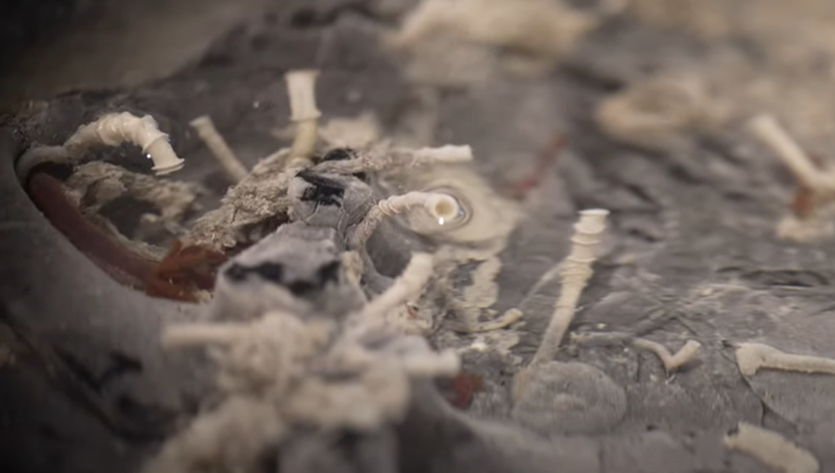 Underneath the vents, tubeworms were using vent fluid to move around, the researchers said.