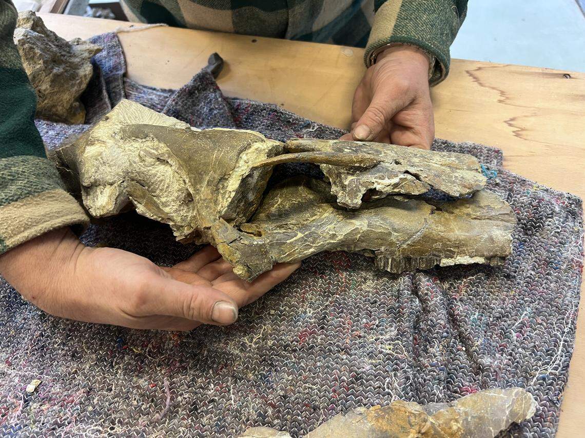 A partial skull of the new species was excavated and reconstructed.