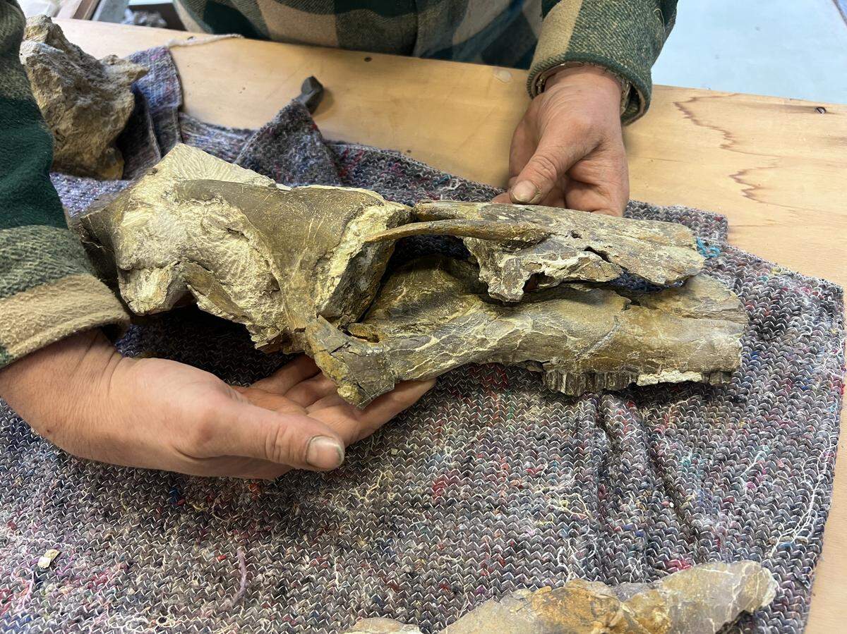 A partial skull of the new species was excavated and reconstructed.