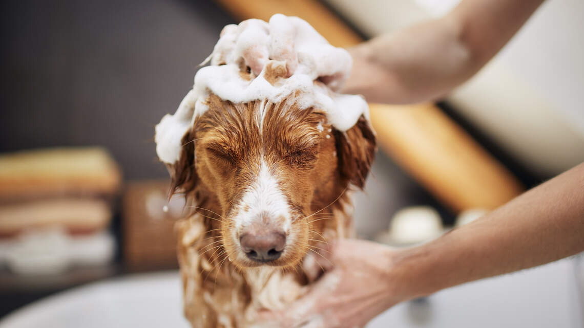 Dog grooming has entered its luxury beauty era, complete with designer perfume and spa-grade shampoo