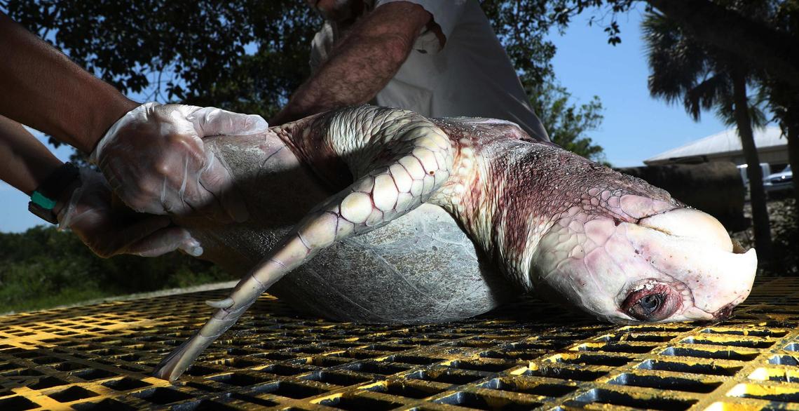 A Kemp’s Ridley sea turtle was among the numerous dolphins, manatees and other marine life around the Florida coast killed by red tide poisoning.  Photo by Andrew West/News-Press