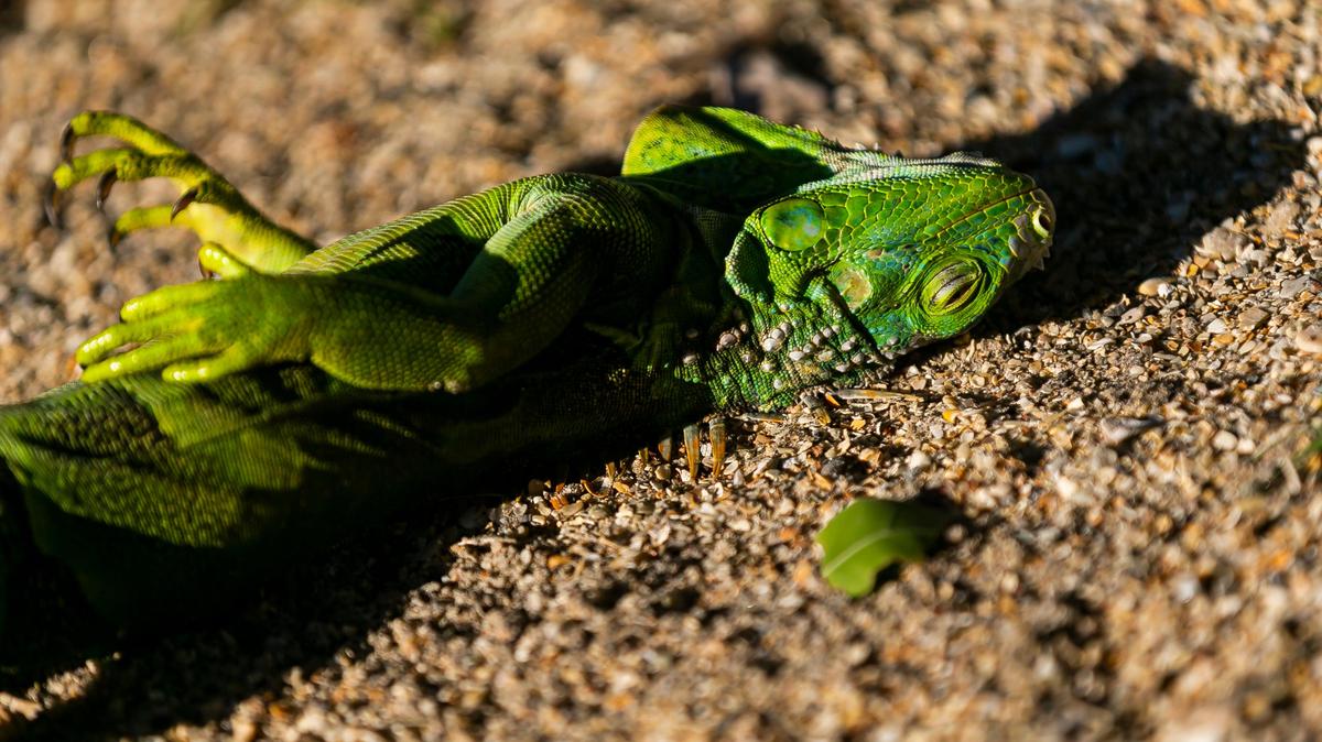 An iguana is seen laying on the ground near South Pointe Park in Miami Beach as temperatures dip into the low 40s and upper 30s on Wednesday, January 22, 2020.