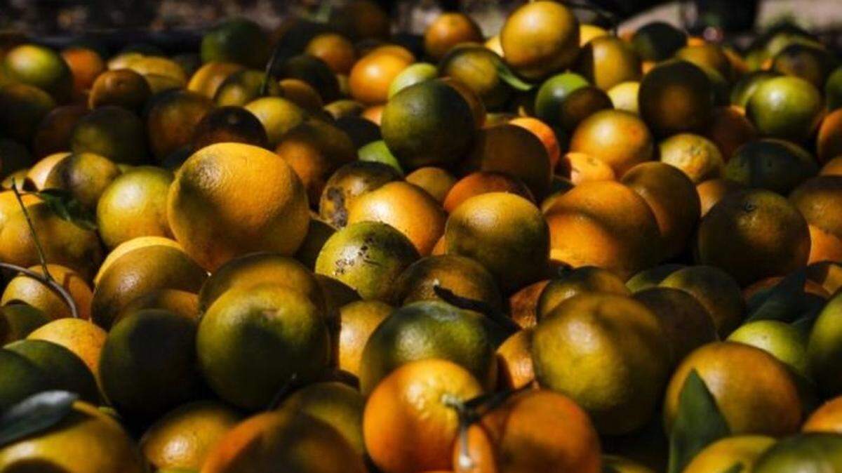 Florida citrus prices are expected to increase.