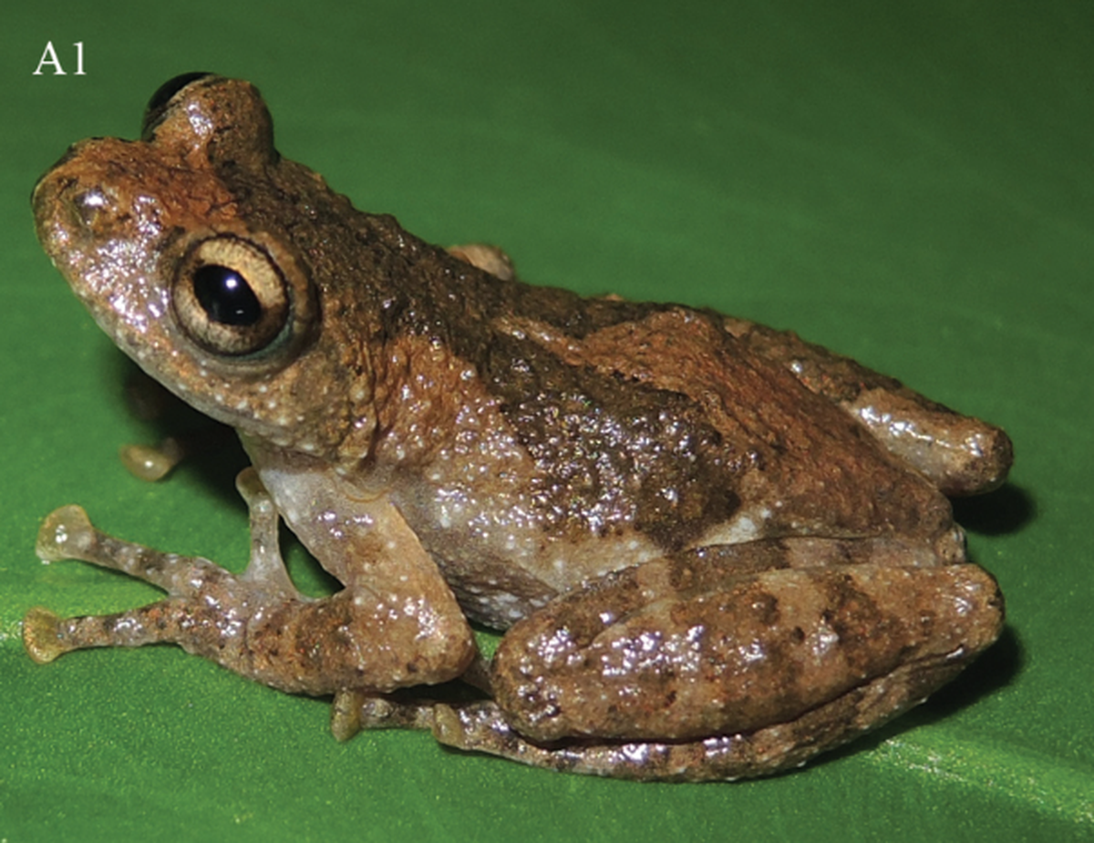 The small-bodied frog has “golden brown” irises and a Y-shaped pattern on its back, researchers said.