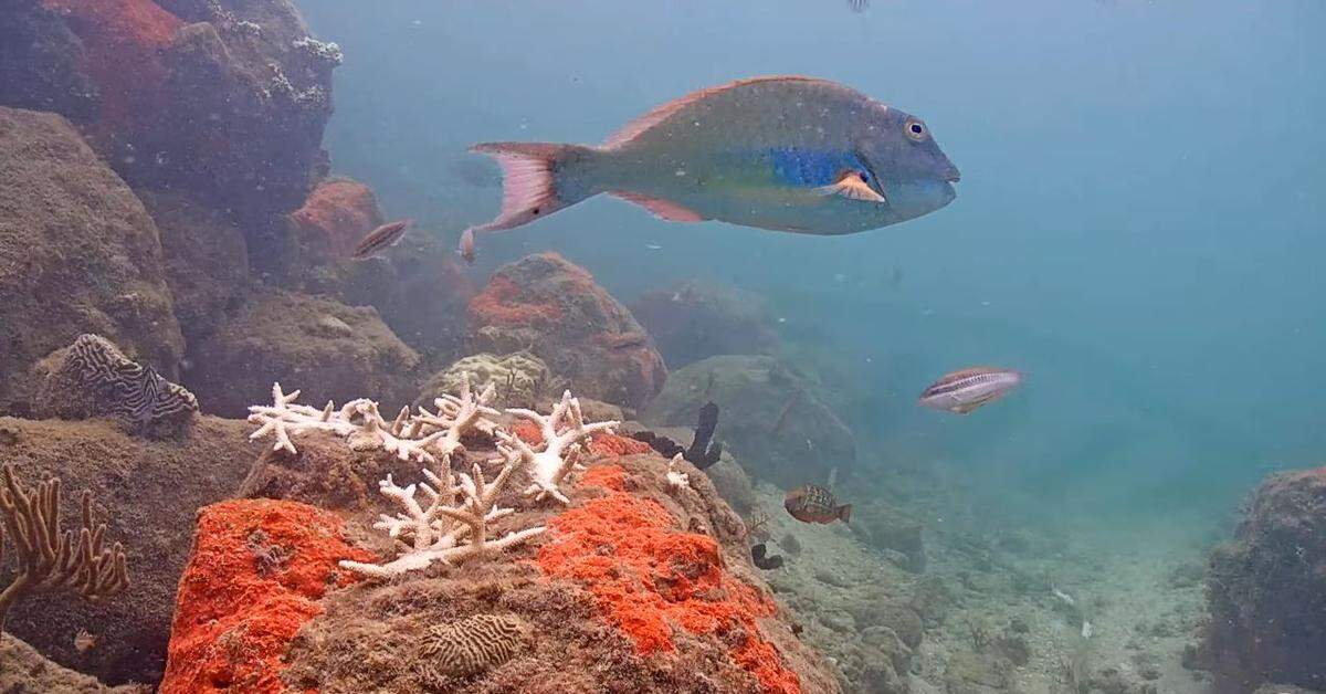 A parrotfish soars by the Coral City Camera, an underwater live stream of corals on the floor of Port Miami, on Tuesday, July, 25, 2023. Elkhorn corals transplanted last summer have bleached and may die in the record-breaking marine heatwave Florida is experiencing.