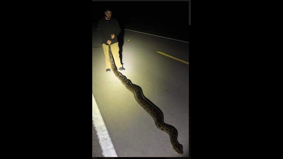 Joshua Laquis  with huge Burmese python
