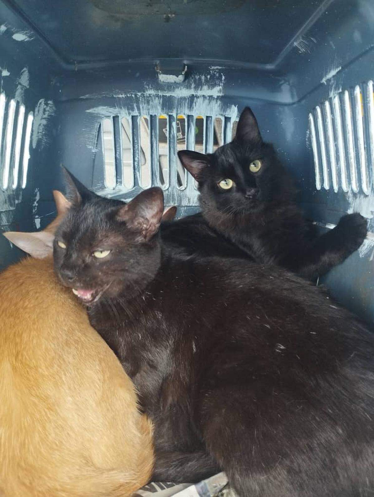 Cats rescued by activist Jonatan Palacios from a Venezuelan prision