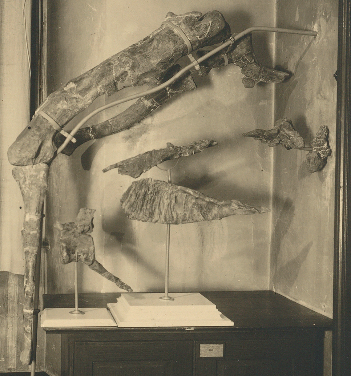 A century-old photo of the fossils was discovered by a master’s student.