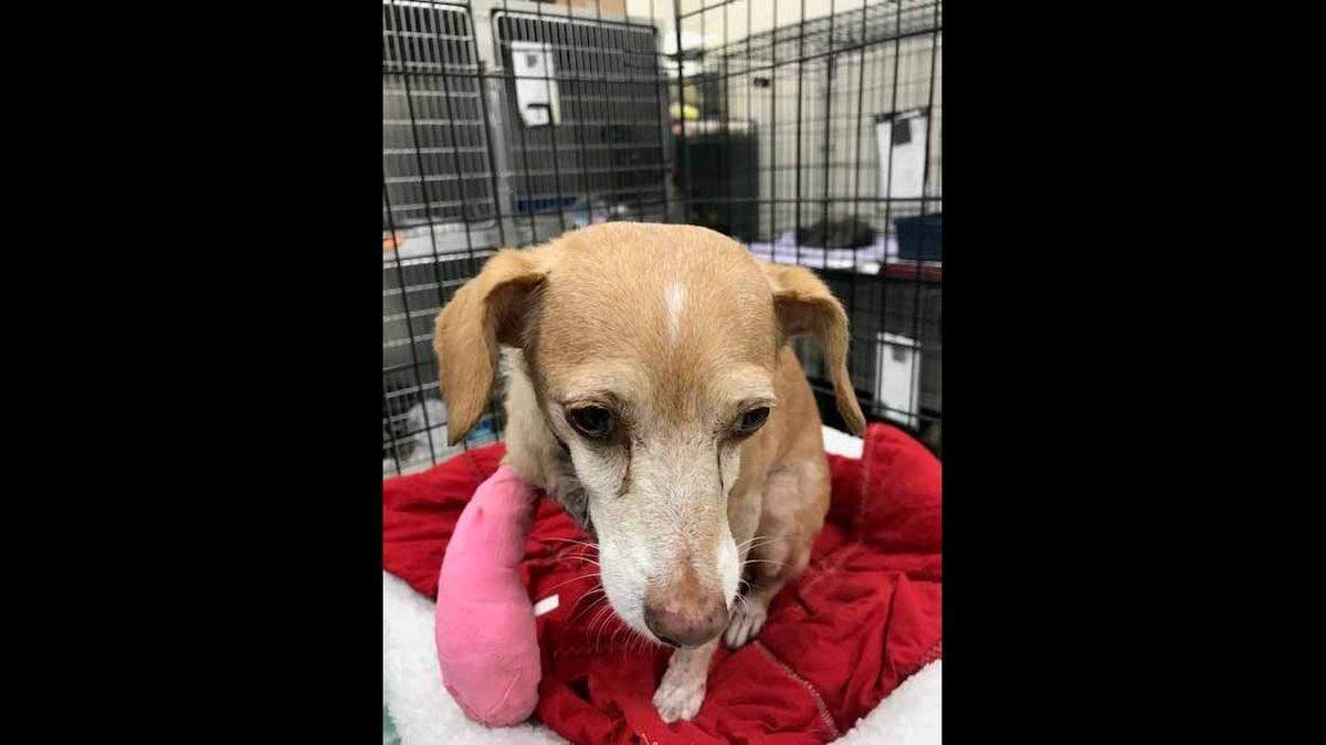 10-year-old Kelly is recovering from a broken foot and lacerations after deputies say he was hit by a bullet that struck his owner.