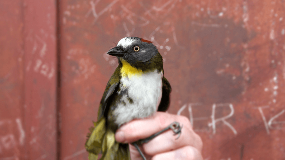One of the newly-discovered poisonous bird species, the rufous-naped bellbird or Aleadryas rufinucha.