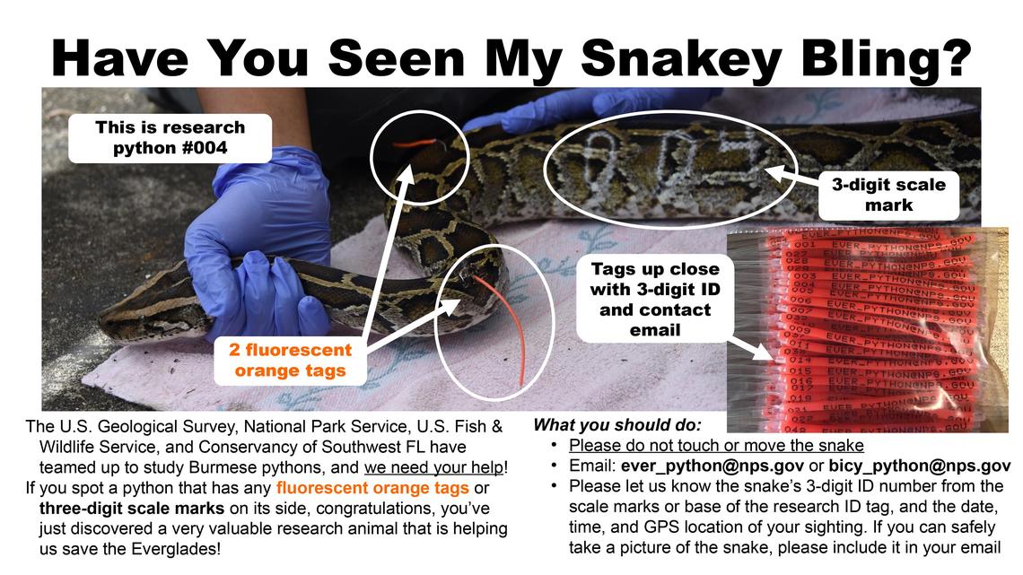 Scientists produced a flier to tell hunters what to do if they find a precious study python