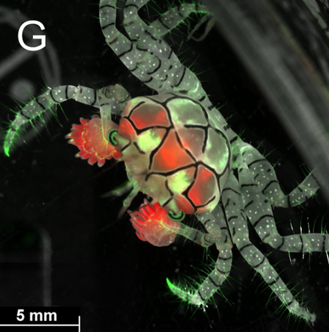 While some species just have a few bright spots, others like the mosaic boxer crab light up all over their body.