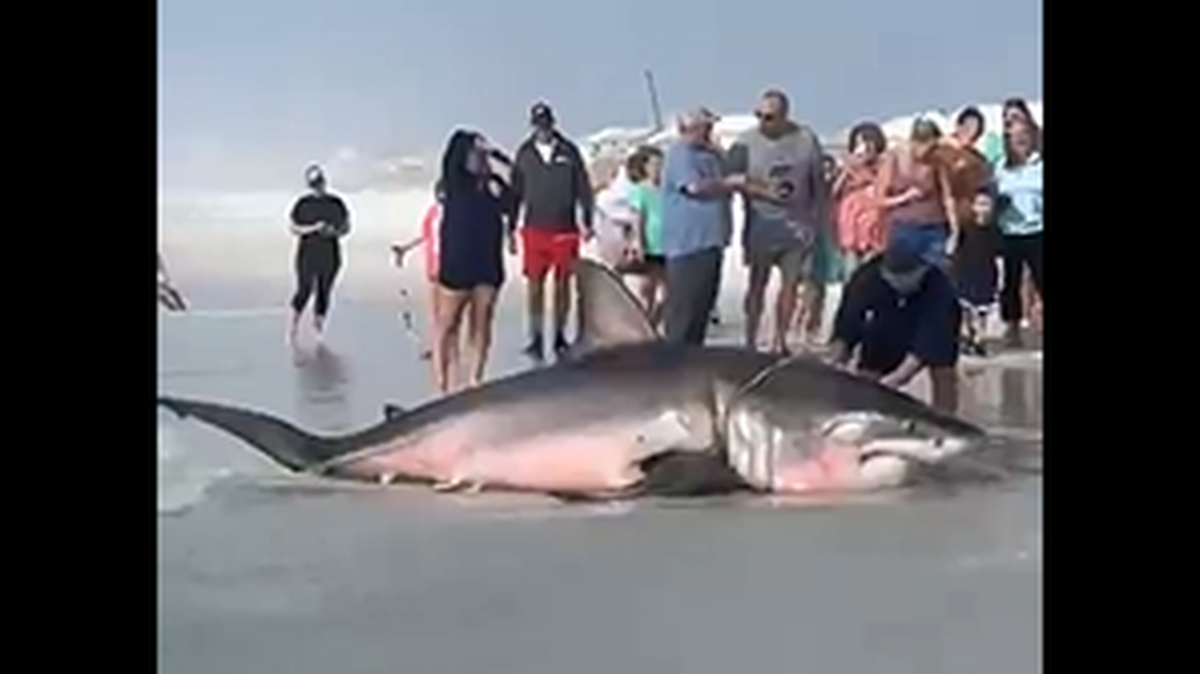 The shark was tied to an excavator and pulled off the beach after being examined by marine researchers, video shows.