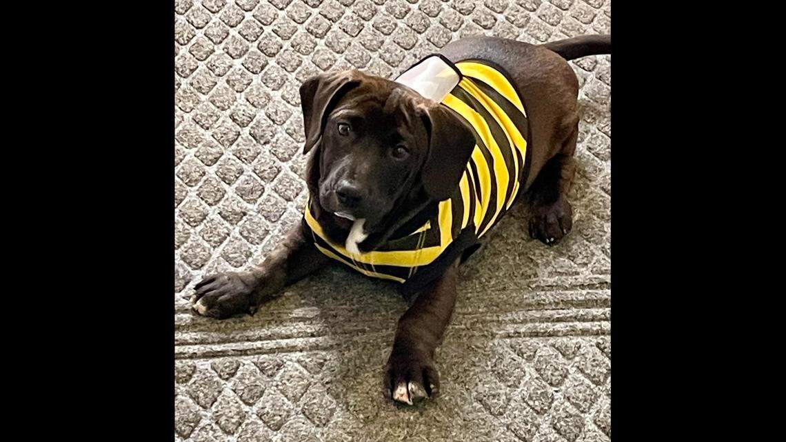 Fanta the Alabama pup is described as playful and “full of wrinkles.”