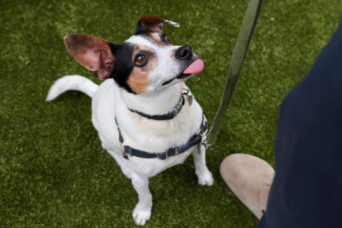 Devo, a rat terrier, sticks his tongue out while waiting for a treat from his owner Michael Berkowitz during the grand opening of the Chewy Bark Park at 4579 Ponce de Leon Blvd. in Coral Gables, Fla., Saturday, Jan. 31, 2026.