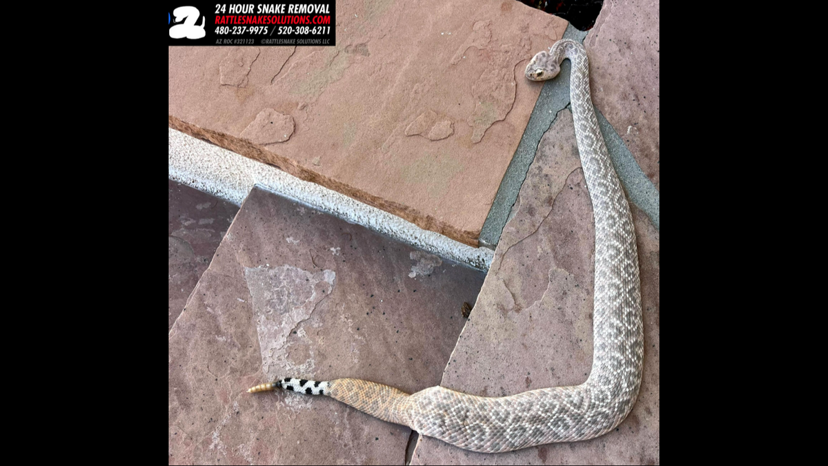 Western diamondbacks famously get their name from brilliant diamond shapes running along their backs. But in this case, those diamonds had been replaced by ... spots.