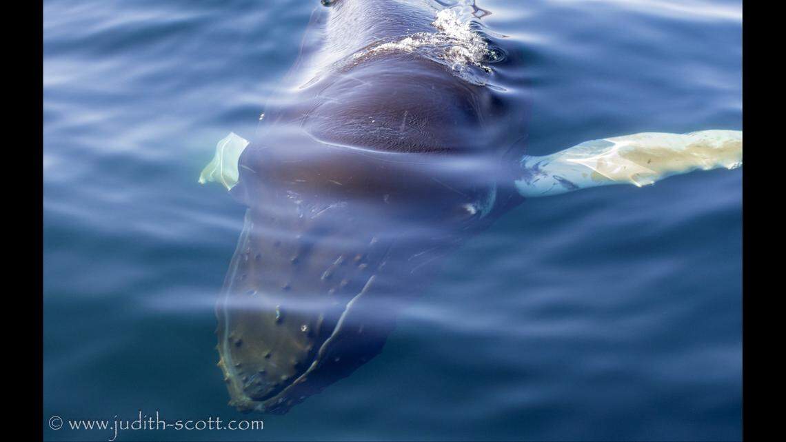 Scott said the humpback was not known and had not been seen in the area before.