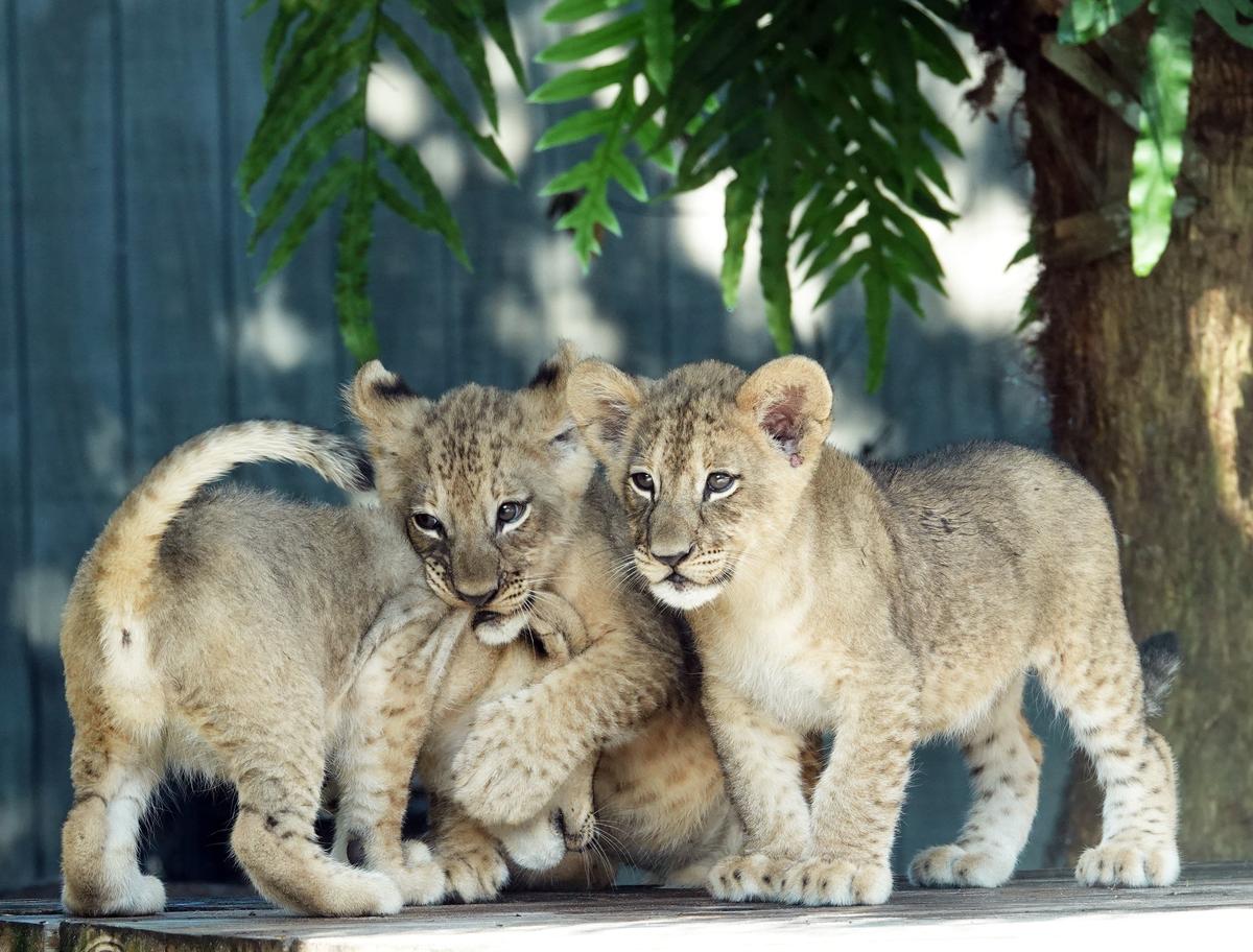 The cubs — named Karoo, Ruaha and Chobe after three national parks in South Africa — were born in May to first time mother Shani and her mate, Masamba, at the Naples Zoo at Caribbean Gardens.