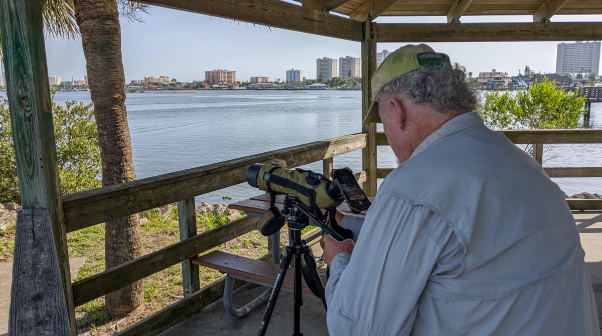 David Hartgrove’s “spark bird” — the one that first sparked his interest in learning more about birds — was a loggerhead shrike he watched kill a sparrow back in 1973, he said. It’s now been more than 20 years since Hartgrove first started tracking oystercatchers in Port Orange.
