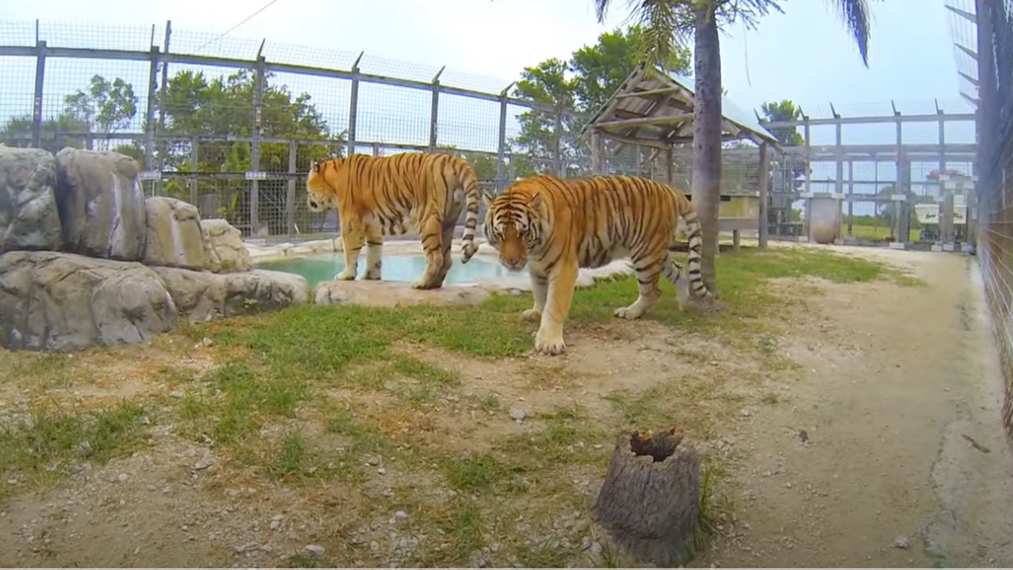 A YouTube video shows Wooten’s Airboats has multiple tigers in its animal sanctuary. The Collier County Sheriff’s Office reports an employee was attacked by a tiger Tuesday, March 22.