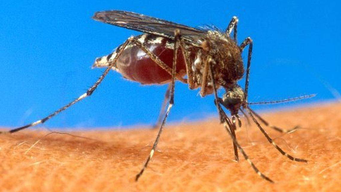 The Aedes aegypti mosquito, above, is an urban mosquito that feeds off humans and breeds year-round in South Florida.