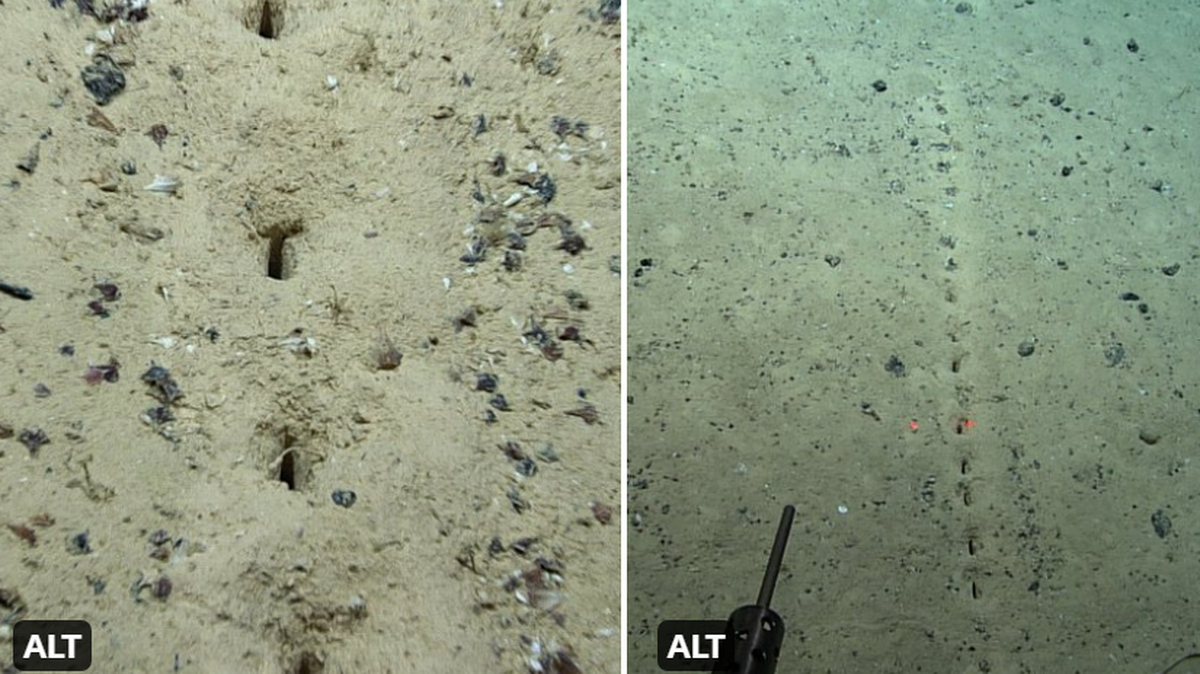 Las fotos muestran que los agujeros interrumpieron lo que de otro modo sería una superficie de arena plana en el fondo marino del Atlántico.