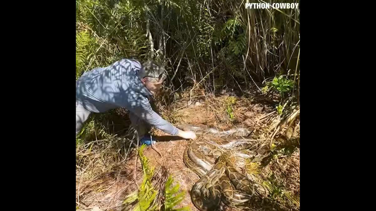 A father and daughter on a hunting expedition in the Florida Everglades found two piles of pythons within hours of each other, video shows.