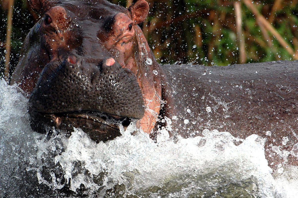 This hippo shot was the result of a close call in Uganda for Ron Magill, Zoo Miami ambassador and renowned photographer.