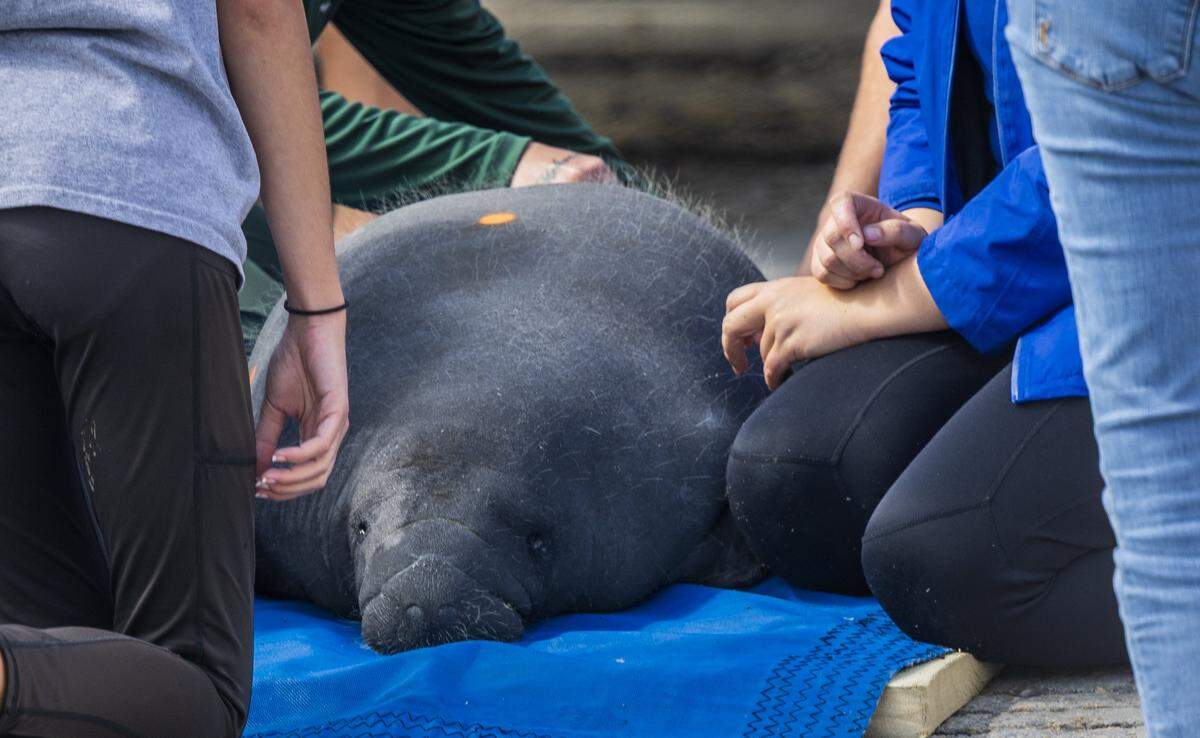 Biologists measure a manatee calf lying on a blue tarp while biologists and volunteers prepare to put them back into the ocean at John Pennekamp Coral Reef State Park in Key Largo. The Florida Fish and Wildlife Conservation Commission rescued them in May 2025 after the mother became badly entangled in fishing line. They were rehabilitated at SeaWorld Orlando.on Wednesday, January 28, 2026.