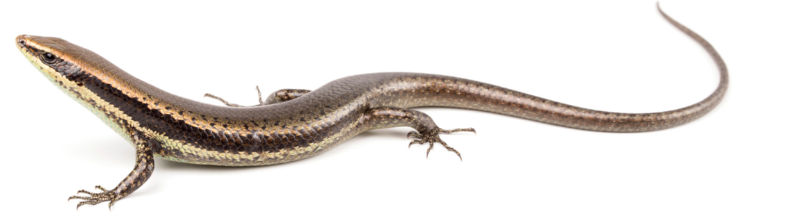 The skink is covered in “olive-bronze” scales with a thick brown stripe down its side.