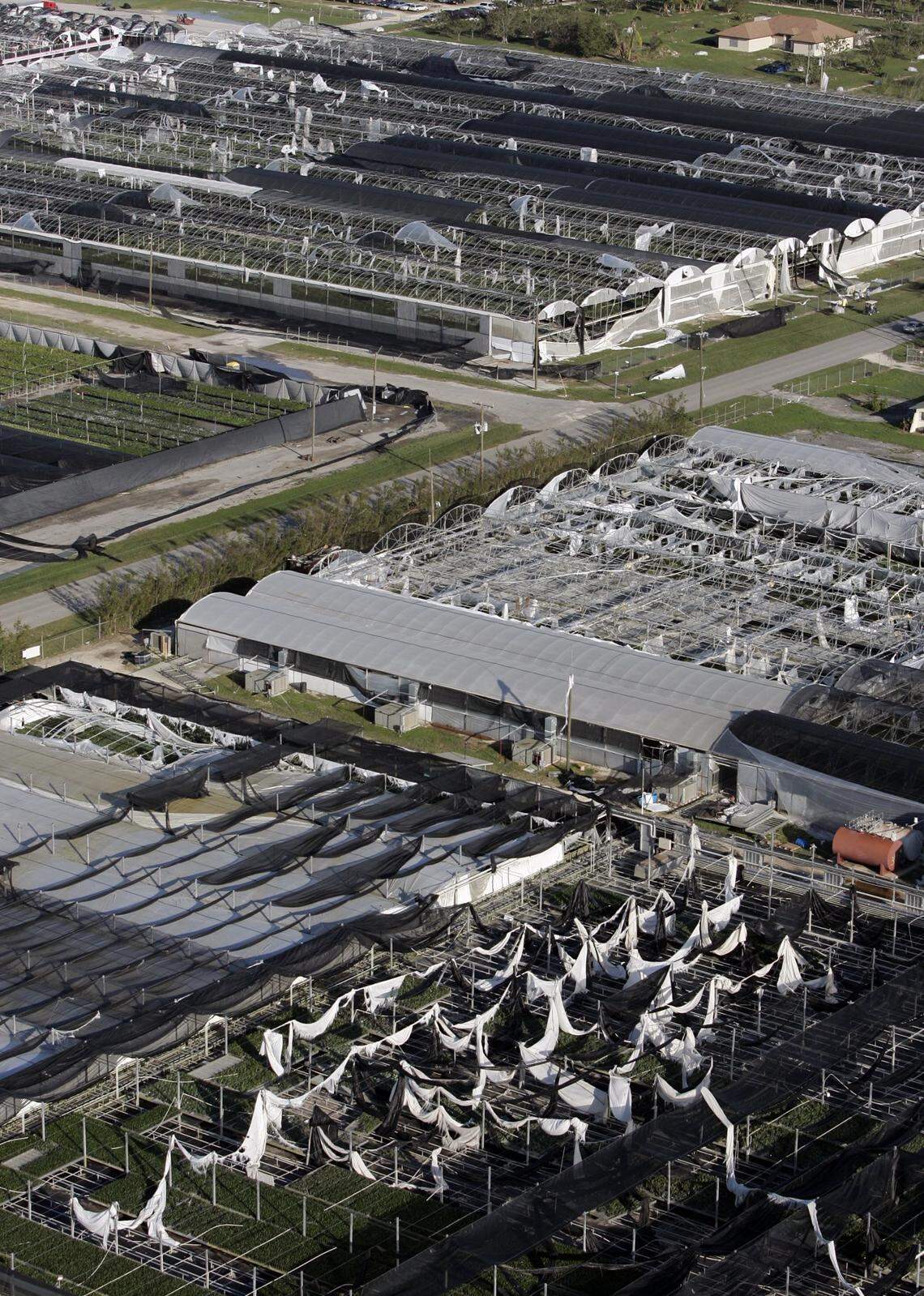 In the aftermath of Hurricane Wilma, damage at Kerry’s Bromeliad Nursery in the Redland area of South Miami-Dade.