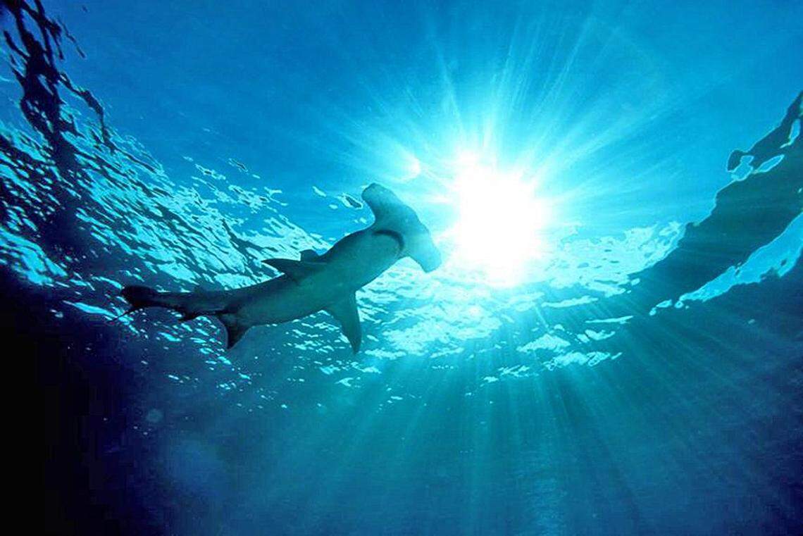 Fl-wandering-hammerhead.. A hammerhead shark makes it way through the water off the South Florida Coast. Photo courtesy Neil Hammerschlag