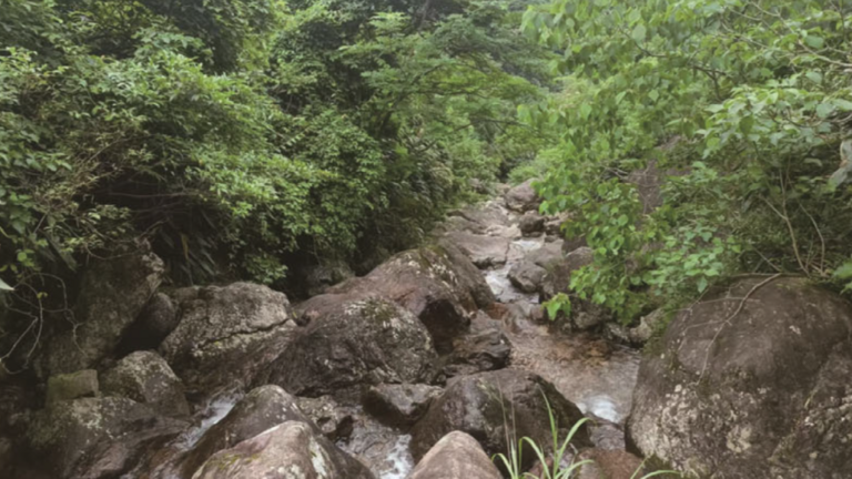 Orange-bellied creature — found on mountaintop — is new species in China. See it
