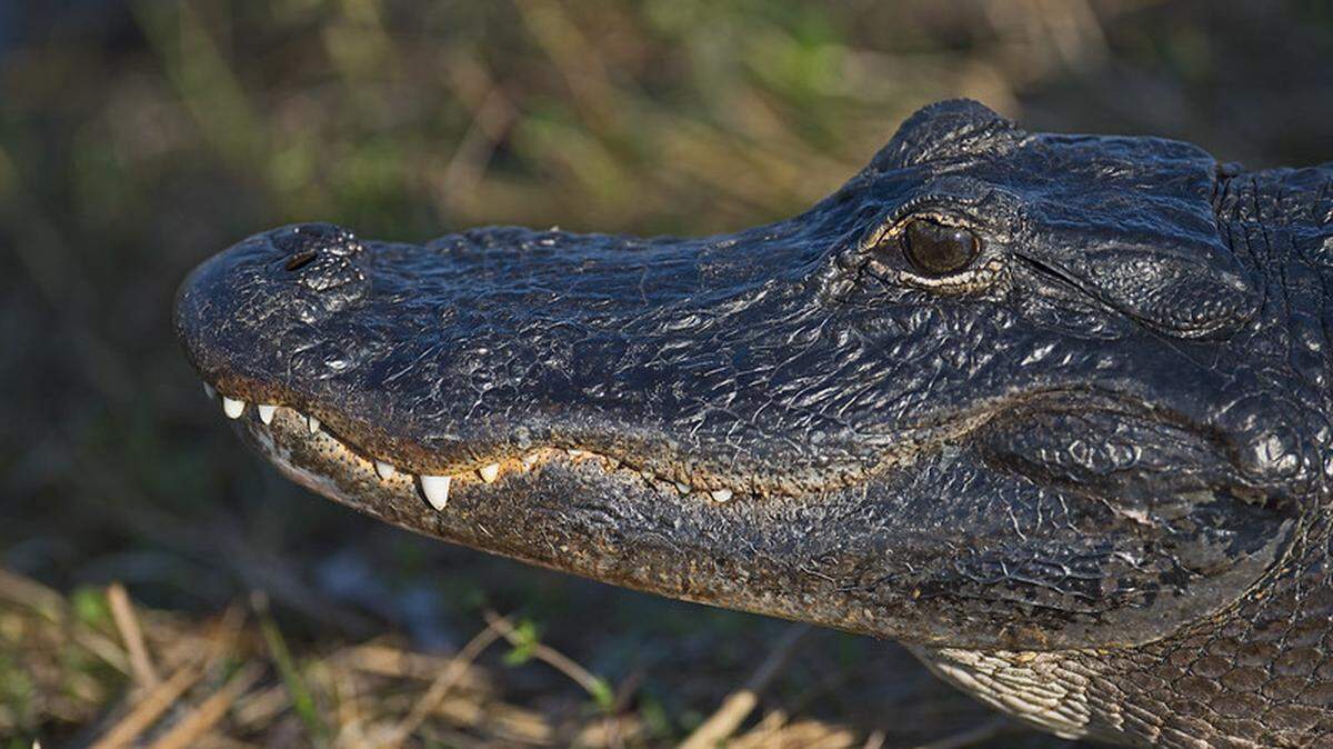 A young alligator like this one was picked up off a Florida road and taken home to live in a man’s garage, the state says. The alligator was confiscated and released.