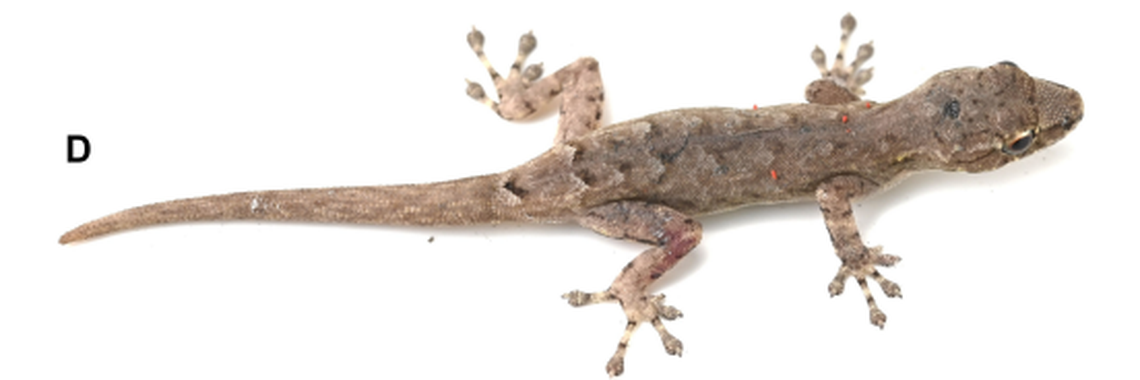 There were slight differences between geckos of the same new species found in areas about 30 miles apart, according to the study.