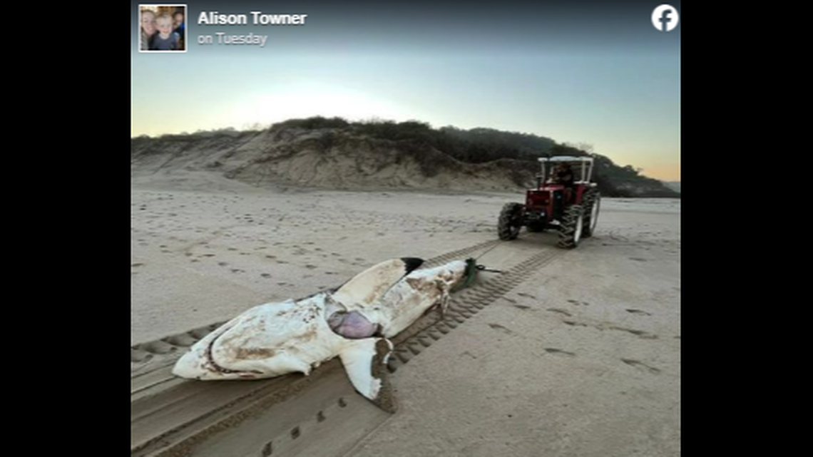 The shark carcass washed up May 28 on South Africa’s Eastern Cape, and closer inspection of the carcass revealed evidence of the attacker that bested it.