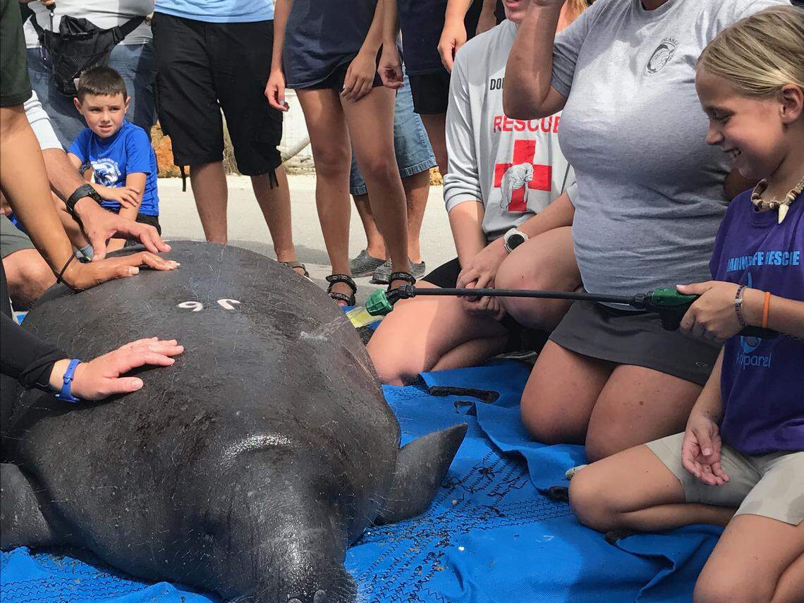 Jaden Hyde, 8, sprays a juvenile manatee with water as biologists prepare the mammal to be released into a Key Largo canal on Thursday, Nov. 15. The manatee and its sibling were rehabilitated as babies after their mother was killed by a boat propeller in 2016.