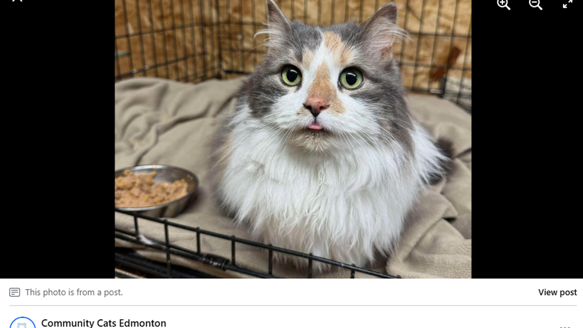Known as the “car wash kitty,” a Canada cat found her way back home after seven years on her own.