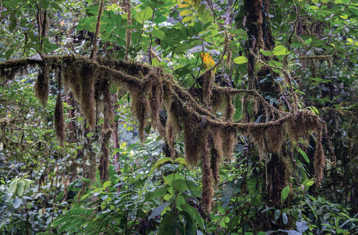 The moss-covered branches offer a perfect hiding spot for the new species of stick insect.